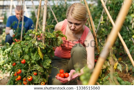 Couple of professional gardener picking tomatoes in  hothouse