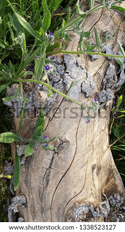 Broken wood & purple flowers