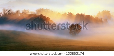 Spring Mist, trees are wet, damp fog of forest Royalty-Free Stock Photo #133853174
