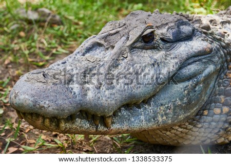Close up of Head of a huge Black Caiman Alligator. Guyana South America