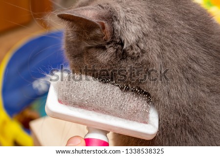 Cleaning cute cat with the special pet brush for fur