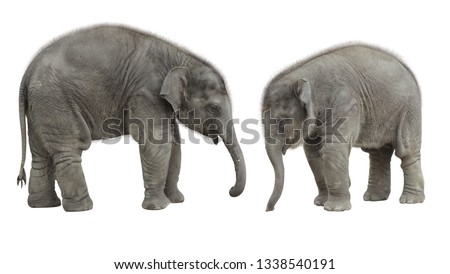 two thai baby elephant isolate on white background