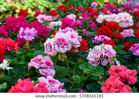 blooming geranium varios colors Royalty-Free Stock Photo #1338565181