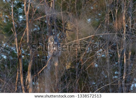 Great grey owl perched on a branch in a dark forest in Canada