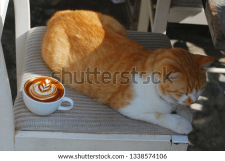 cup of coffee latte and sleepy cat