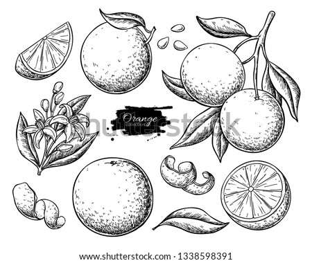 Orange fruit vector drawing. Summer food engraved  illustration Isolated hand drawn slice, whole and half orange, branch, blooming flower, leaves. Botanical sketch of citrus for label, juice packaging Royalty-Free Stock Photo #1338598391