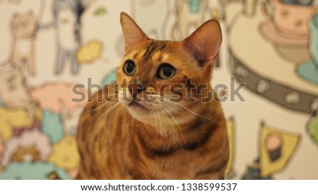 Bengal cat face, selective focus