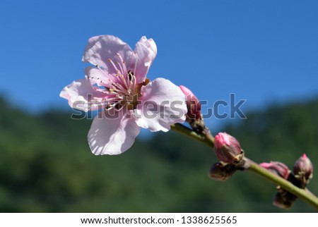 
Peach flower on a branch. Рeach trees are in bloom in the garden.The road to peach orchard.Spring garden with flowering trees	