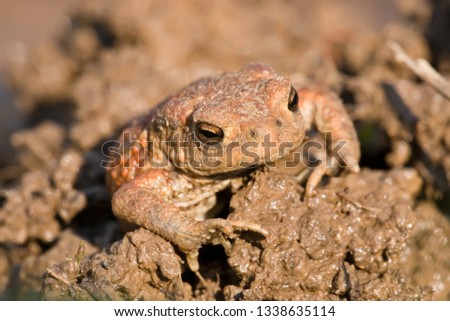 Brown toad in its environment