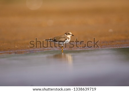 Little Ringed Plover (Charadrius dubius), in the wetland