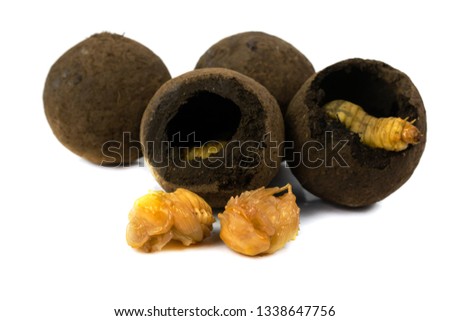 Larva of dung beetle and a dung ball isolate on white	 Royalty-Free Stock Photo #1338647756