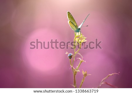 Beautiful butterfly on a spring background