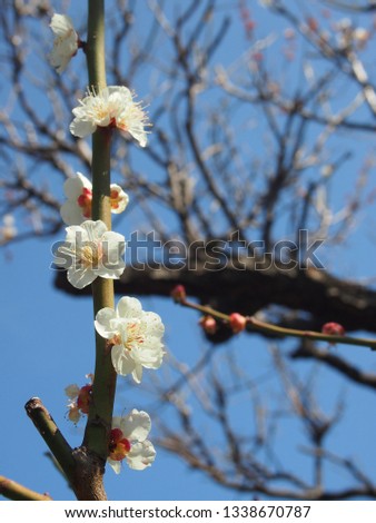 Plum flower closeup in Japan