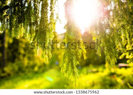 Sun rays through the Carpathian pines Royalty-Free Stock Photo #1338675962
