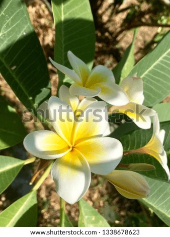White frangipani plumeria tropical flower with green leaf and sunshine.