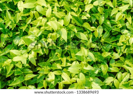 Lush green leaves In the spring. Greenery abstract background for spring concept design.