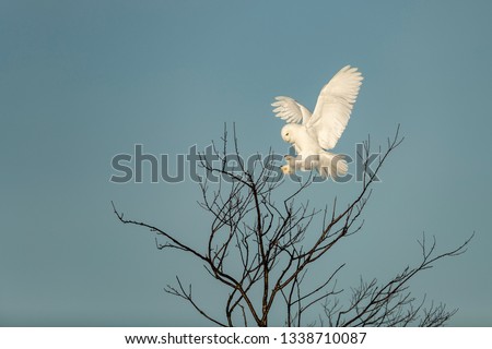Snowy owl (Bubo scandiacus) lift off and flies low hunting over a snow covered field in Ottawa, Canada - Image
