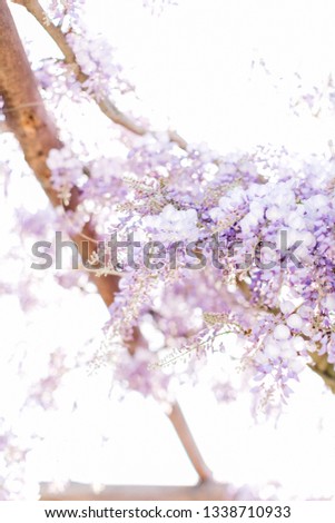 Beautiful blooming purple wisteria