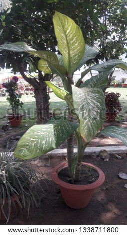 Ornamental big leaf indoor plant, that is beautiful green and white big leaves are grown under the big tree shadows. Dieffenbachia seguine spotted big leaf indoor plant. Bring it home today.
