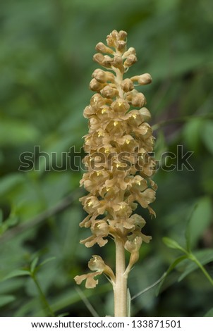 Wild orchids (Neottia nidus-avis) Royalty-Free Stock Photo #133871501