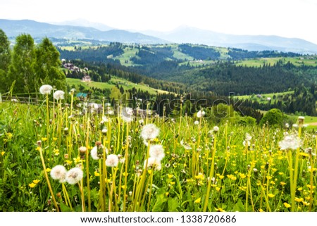 Blooming valley in the Carpathians Royalty-Free Stock Photo #1338720686