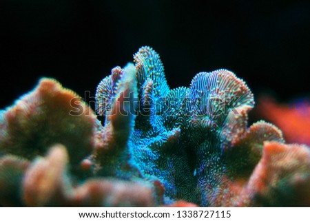 Pavona Coral SPS - Pavona decussatus