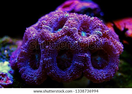 Acanthanstrea (Acan) LPS coral in closeup shoot Royalty-Free Stock Photo #1338736994