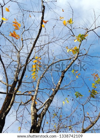 Leaves change color on the branches In the fall against the blue sky background