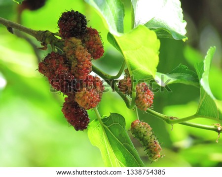 Fresh Mulberry fruits colorful variety on tree organic fresh mulberry are very useful both leaves and fruits.