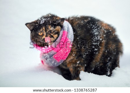 Portrait of a british shorthair cat, wearing knitted scarf. Cat walking outdoors in the snow in winter during snowfall