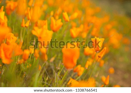 Hills of golden poppy blooms at Walker Canyon Lake Elsinore, spring 2019