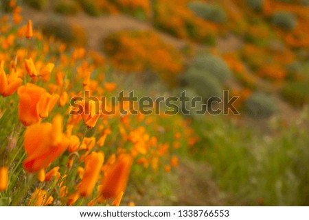 Hills of golden poppy blooms at Walker Canyon Lake Elsinore, spring 2019