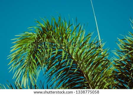 Palm tree branches under blue sky. Tropical vibes concept. Retro style poster.