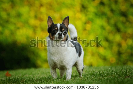 Chihuahua dog outdoor portrait standing in green grass