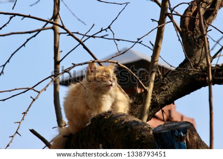 Spring. Nature wakes up. On a tree the red cat basks in the sun. Bliss. Bright sky. Warm. Sunny.