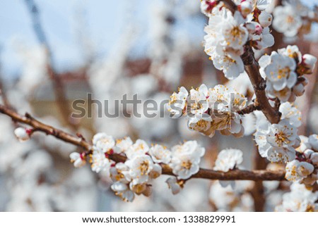 Photo of beautiful cherry blossom, abstract natural background, fine art, spring time season, cherry blooming in sunny day, floral wallpaper, little white flowers on tree branch - Image
