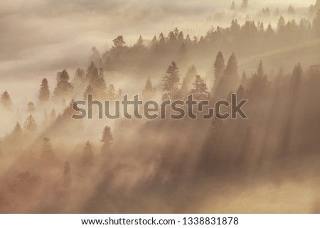 Warm autumn or summer scenery in a forest with the sun casting beautiful rays of light through the mist and trees Majestic view of the woods glowing by sunlight at sunrise landscape on the top of hill