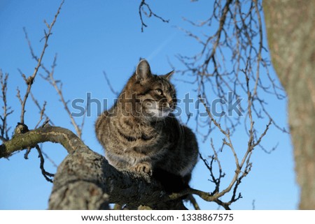 Portrait of tabby cat lying on a branch during sunny day