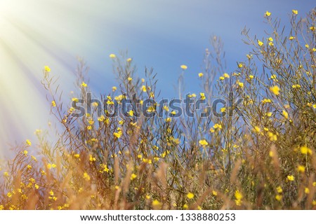 Bright yellow buttercups, golden-cup (Ranunculus sp.) on deep blue sky background. Effect of amplification of one color to another, contrast of yellow and blue mutually enhances color