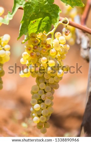 Sweet and tasty white grape bunch, from the vineyard in Manduria in a summer sunny day, Salento, Italy