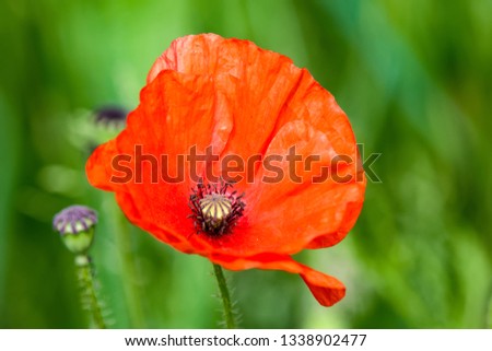 A close-up of a red poppy flower with a green background. There are two other flower heads in the background.