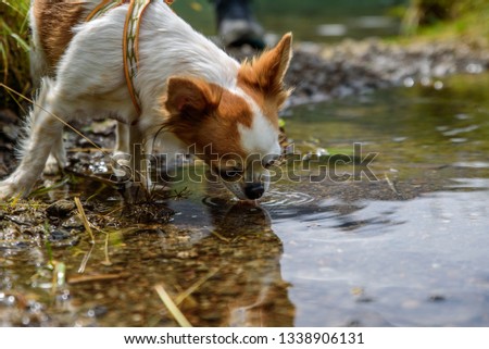 cute dog chihuahua drinking from a pond outdoor
