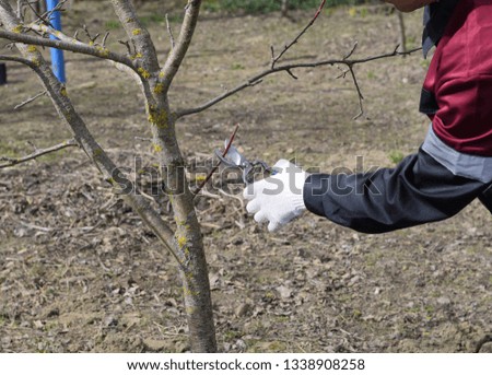 Pruning apple branches pruners. Trimming the tree with a cutter. Spring pruning of fruit trees.