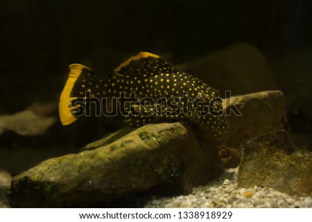 Golden nugget pleco (Baryancistrus xanthellus).  Royalty-Free Stock Photo #1338918929