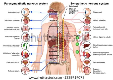 sympathetic and parasympathetic nervous system 3d medical vector illustration on white background Royalty-Free Stock Photo #1338919073