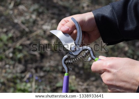 Check the pruning blade for sharpness. Trimming the tree with a cutter. Spring pruning of fruit trees.