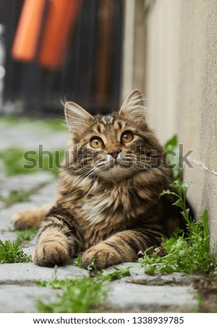 Cute kitten maine coon playing outdoors. Portrait of domestic fluffy kitten maine coon cat lies on street, close-up.