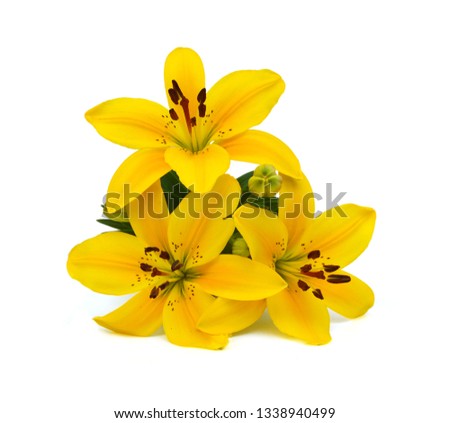 Beautiful Yellow Lily flowers isolate on white