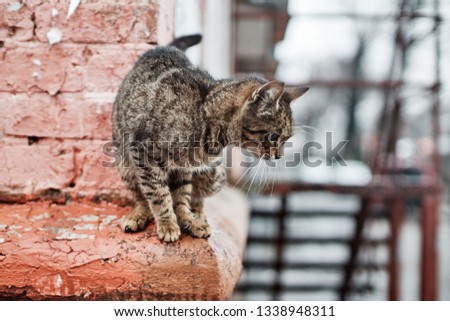 homeless street cat arching her back