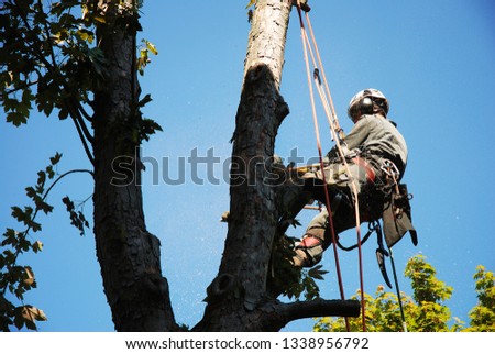 Working on a tree as a tree climber Royalty-Free Stock Photo #1338956792